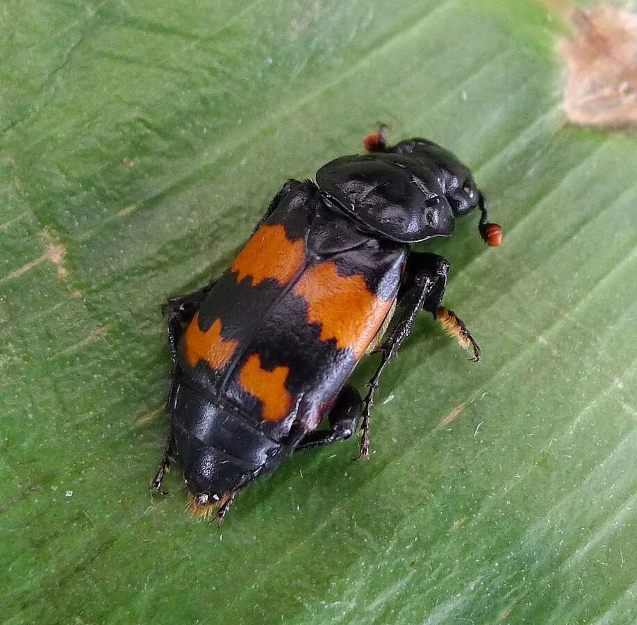 Жук Nicrophorus. Жук могильщик обыкновенный. Nicrophorus vespillo (l.). Американский Жук могильщик.