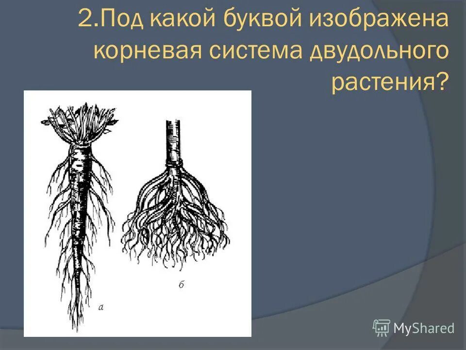 Корневая система и жилкование двудольных