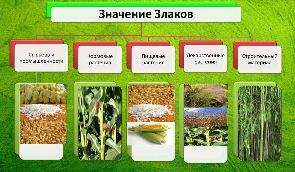 Значение культурных растений в жизни человека 7. Значение злаковых в природе. Значение злаковых растений. Значение злаковых для человека. Семейство злаковые значение.