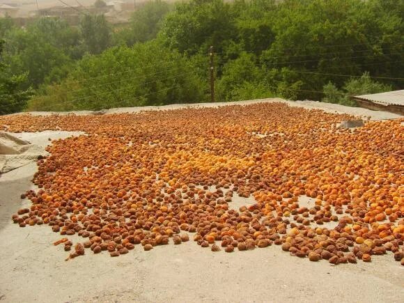 Сушка кураги в Узбекистане. Сушка абрикоса с косточкой. Сушка кураги на солнце. Курага высушенная на солнце.