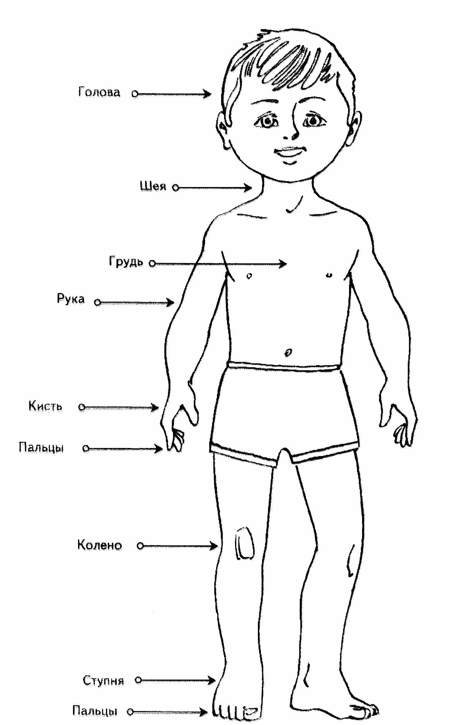 Картинка тело человека для детей. Тело человека для детей. Строение тела человека для детей. Схема тела человека для детей. Раскраска тело человека для детей.