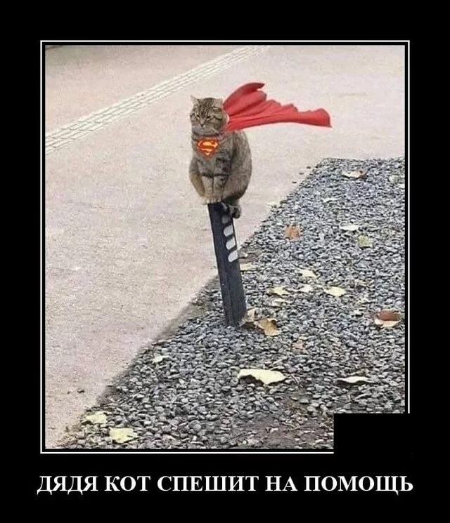 коты спешат на помощь. толстопуз чип и дейл. коты спешат на помощь. три кота. чип и дейл кот толстопуз.