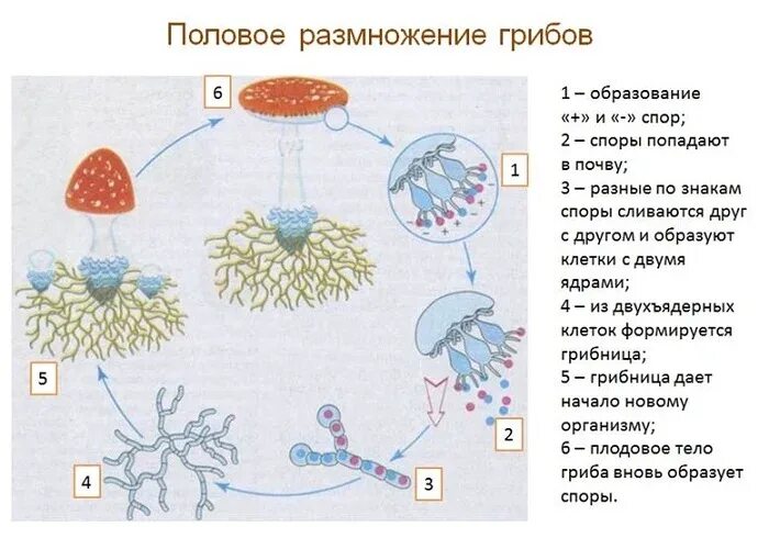 Размножение путем спор. Размножение гриба спорами схема. Размножение шляпочного гриба схема. Половое размножение грибов схема. Жизненный цикл гриба схема.