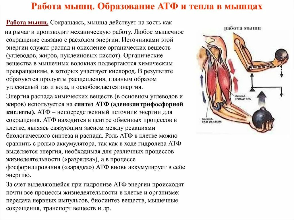 Работа мышц. Как работает сокращение мышц. Работа мышц схема. Как происходит работа мышц.