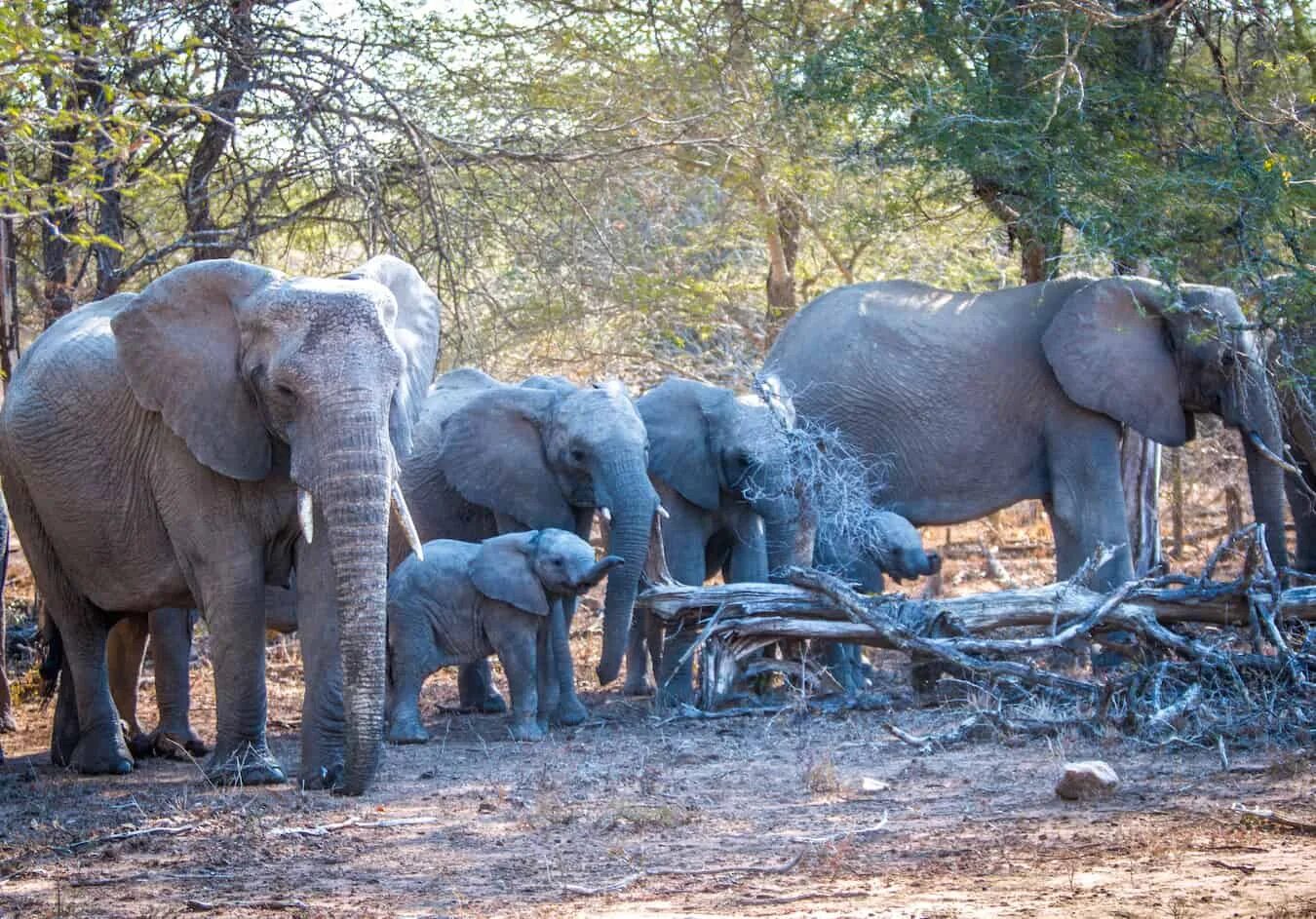 Elephant Ташкент. Elephant shouting. Habitate of Elephants. Elephants grab.