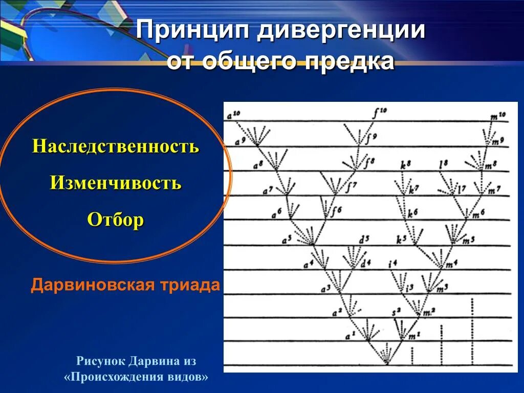 Движущая сила дивергенции. Принцип дивергенции. Эволюционная Триада. Принцип дивергенции Дарвина. Дарвиновская Триада.