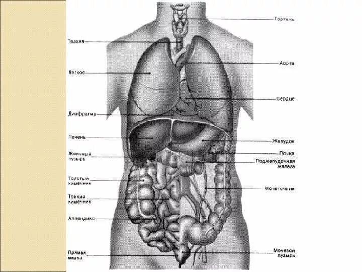 Анатомия органов. Внутренние органы человека. Строение внутренних органов. Расположение органов у человека. Органы человека расположение с названиями