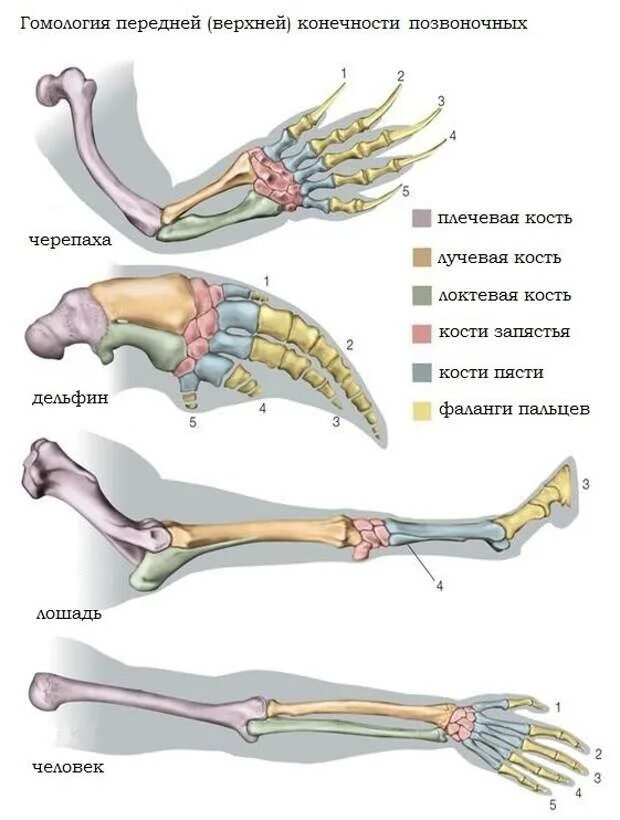 Гомология скелета передней конечности позвоночных. Строение скелета верхней конечности крокодила. Строение скелета передних конечностей позвоночных. Строение пятипалой конечности.