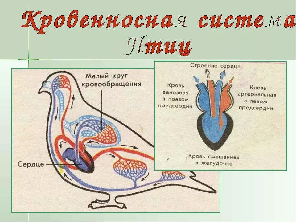 К клеткам тела животного поступает смешанная кровь. Система кровообращения птиц. Кровеносная система птиц схема. Строение сердца птиц. Строение кровеносной системы птиц.