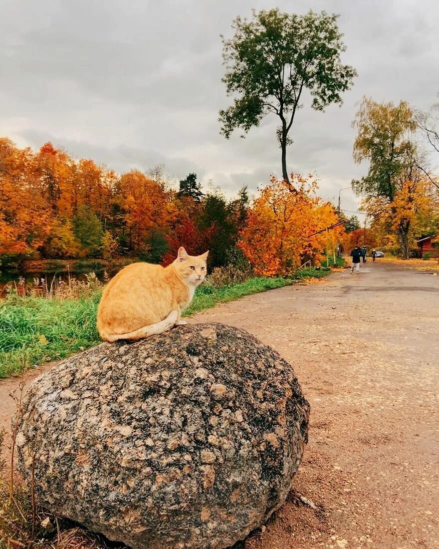 Парк котов. Кот восхищается природой фото.