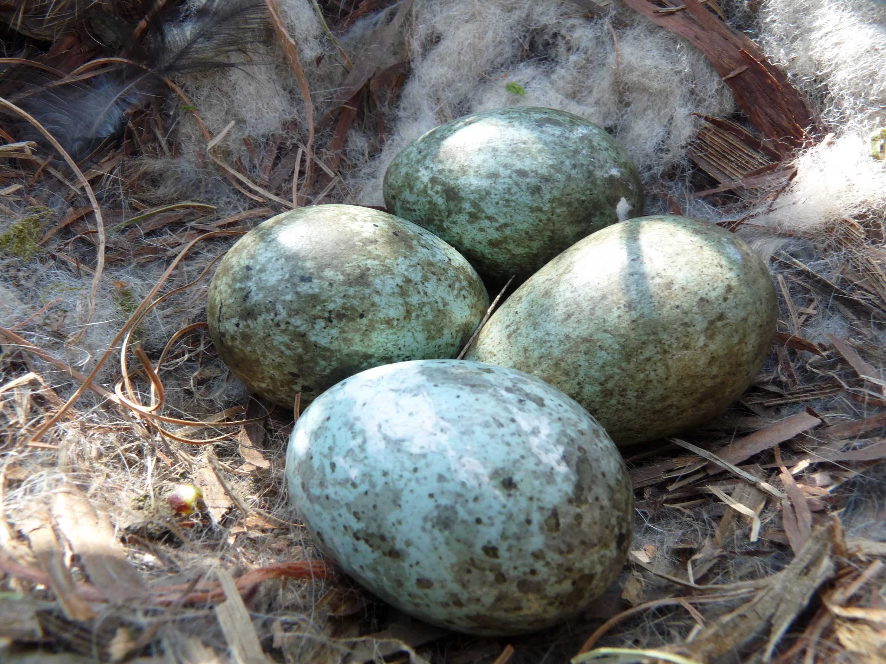 Яйца птиц покрыты. Яйца птиц. Необычные птичьи яйца. Мм Egg. Яйца птиц Донецка.