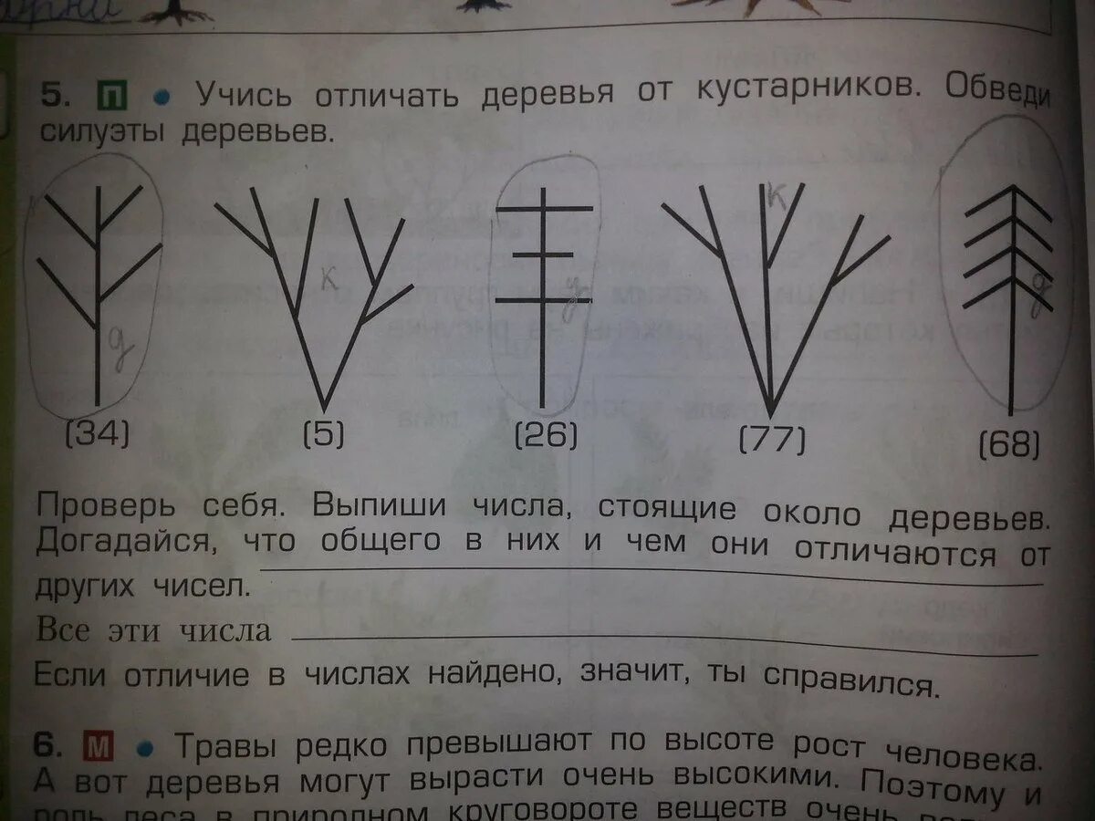 Учись отличать. Отличие дерева от кустарника. Учусь отличать деревья от кустарников. Обведи силуэты. Учимся различать деревья. Кустарники отличаются от деревьев.