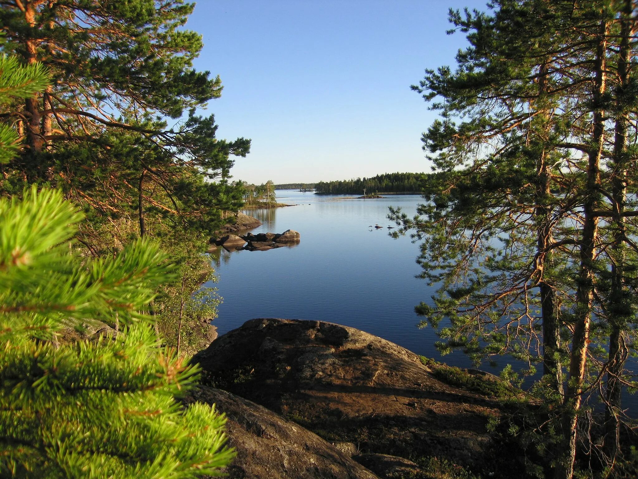 Берег озера окружен. Природа озеро лес Карелия. Лесное озеро Карелия. Сосновые озера Карелии. Финляндия озеро сосны.