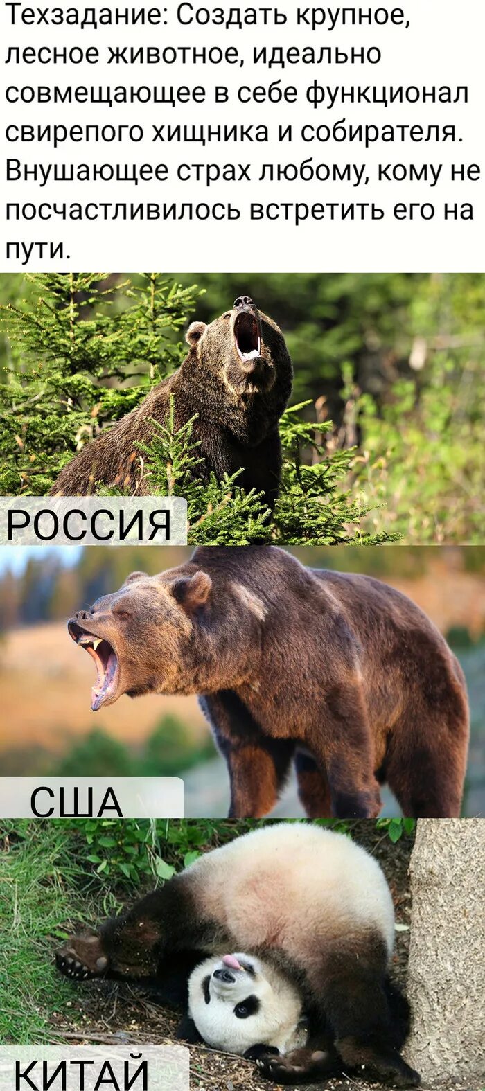 Гризли и бурый медведь отличия. Медведь Гризли. Медведь Гризли и бурый медведь. Гризли и бурый медведь сравнение.