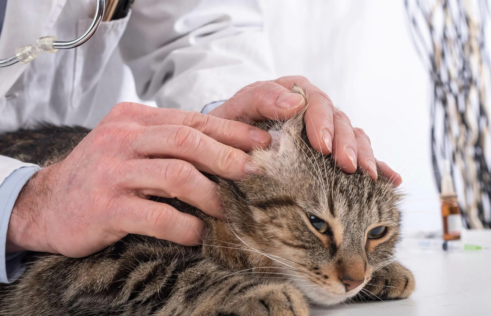 как почистить уши коту. как почистить уши кошке. нужно ли кошке чистить уши.