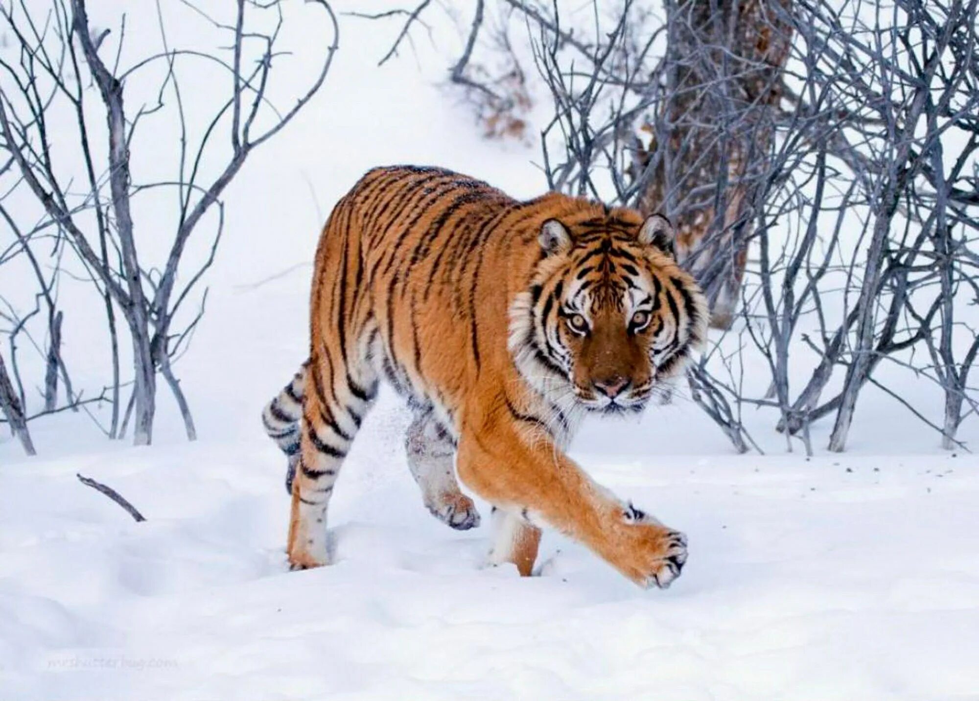 Уссурийский тигр где. Амурский (Уссурийский) тигр. Уссурийский тигр и Амурский тигр. Амурский тигр Panthera Tigris altaica. Уссурийский (Амурский) тигр Уссурийский (Амурский) тигр.