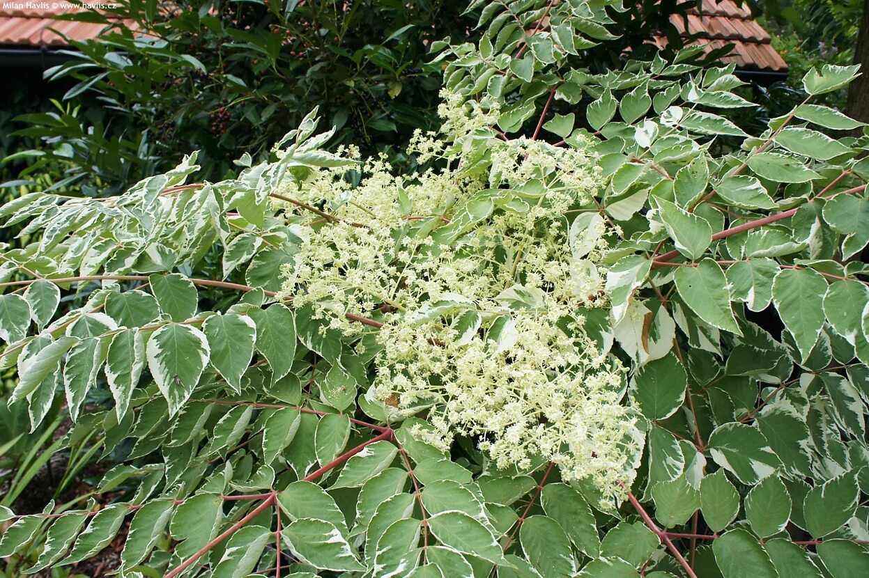 Аралия высокая. Аралия маньчжурская (Aralia mandshurica). Аралия Вариегата. Аралия маньчжу́рская - Aralia elata. Аралия высокая (Aralia elata).