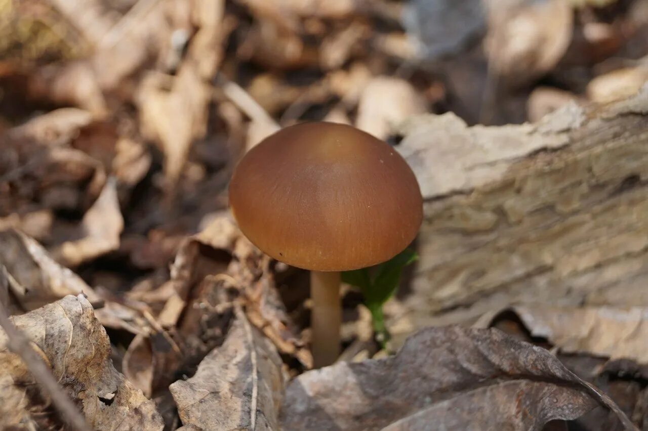 Первый гриб после зимы. Весенние грибы. Весенние грибы съедобные. Ранние весенние грибы съедобные. Первые весенние грибы съедобные.