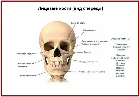 1 из костей образующих черепную коробку