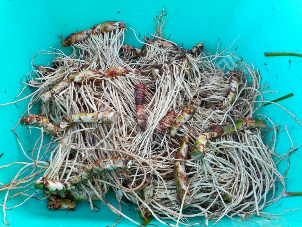 болотное корневище. корень аира египта. аир болотный корень. аир обыкновенный корневища. аир обыкновенный корень.