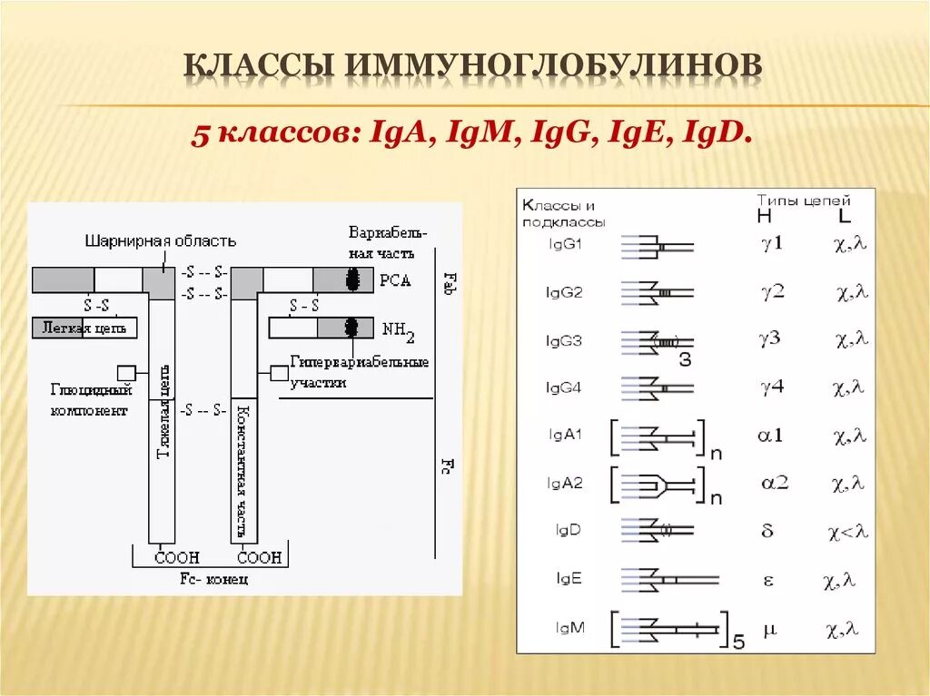 Иммуноглобулины iga igm. Классы иммуноглобулинов, субклассы. Строение 5 классов иммуноглобулинов. Перечислите основные классы иммуноглобулинов. Классы иммуноглобулинов g IGG.