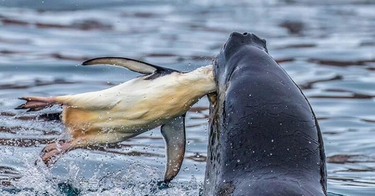 Морской леопард и Касатка. Морскойлеопарткосатка. Морж Дельфин морской Лев Касатка. Морской леопард против касатки.