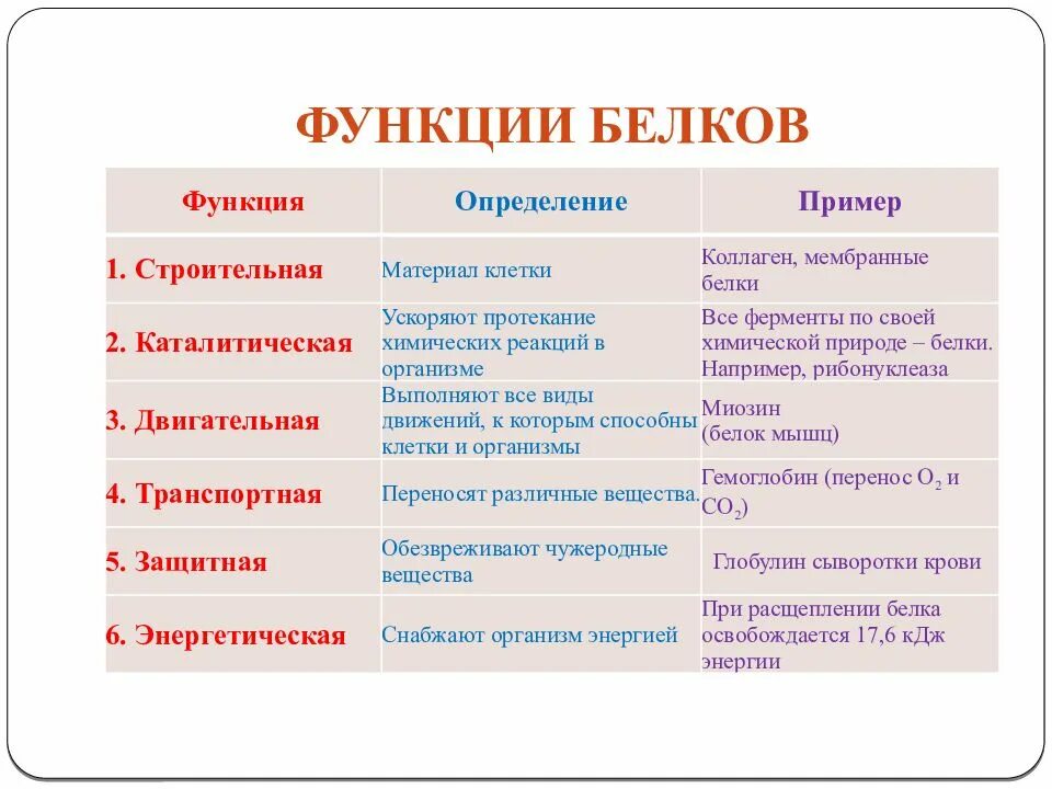 Список функций белков. Функции белков 8 класс. Функции белка кратко. Строительная функция белков примеры. Функции белков с примерами.