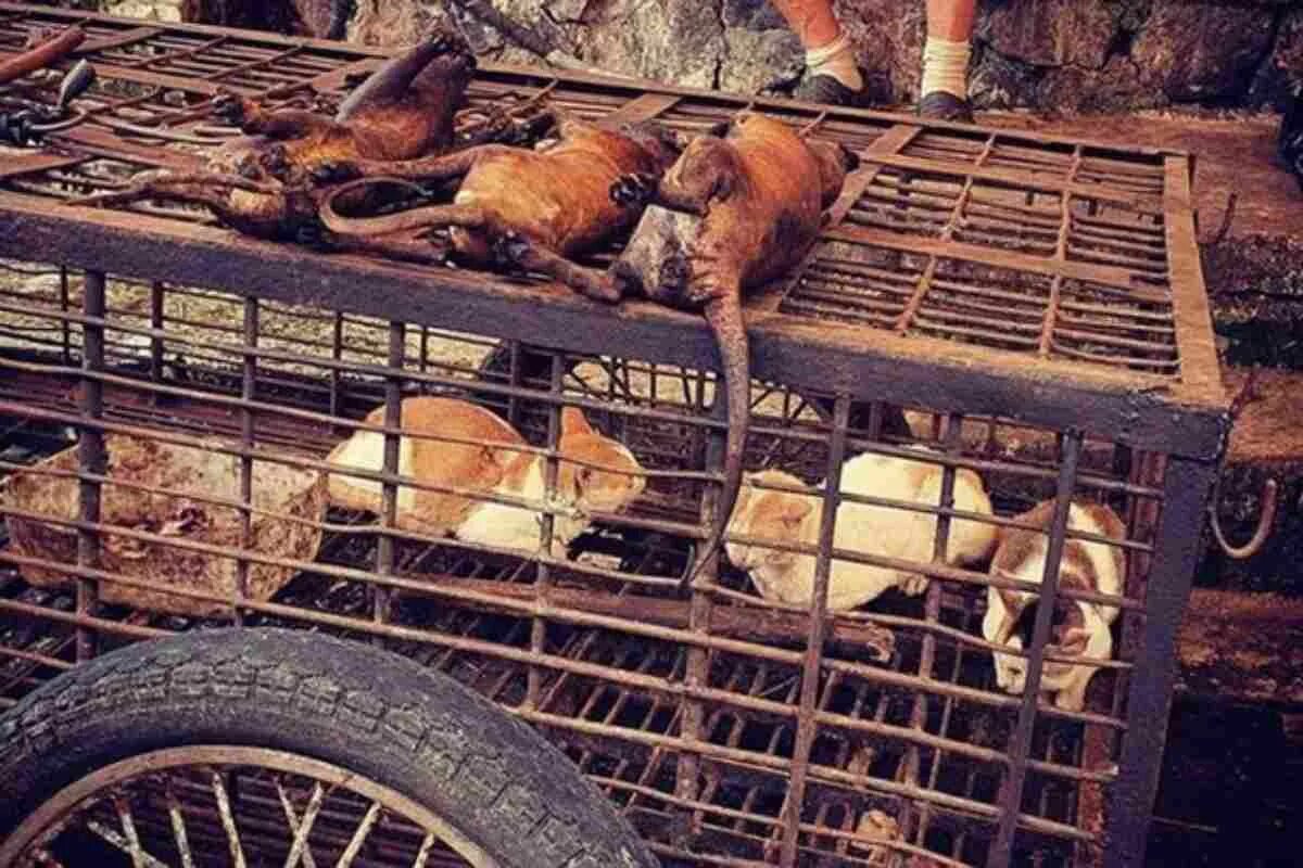 Базар животные. Базар животные. Рынок домашних животных. Центральный рынок с животными. Животные на птичьем рынке.