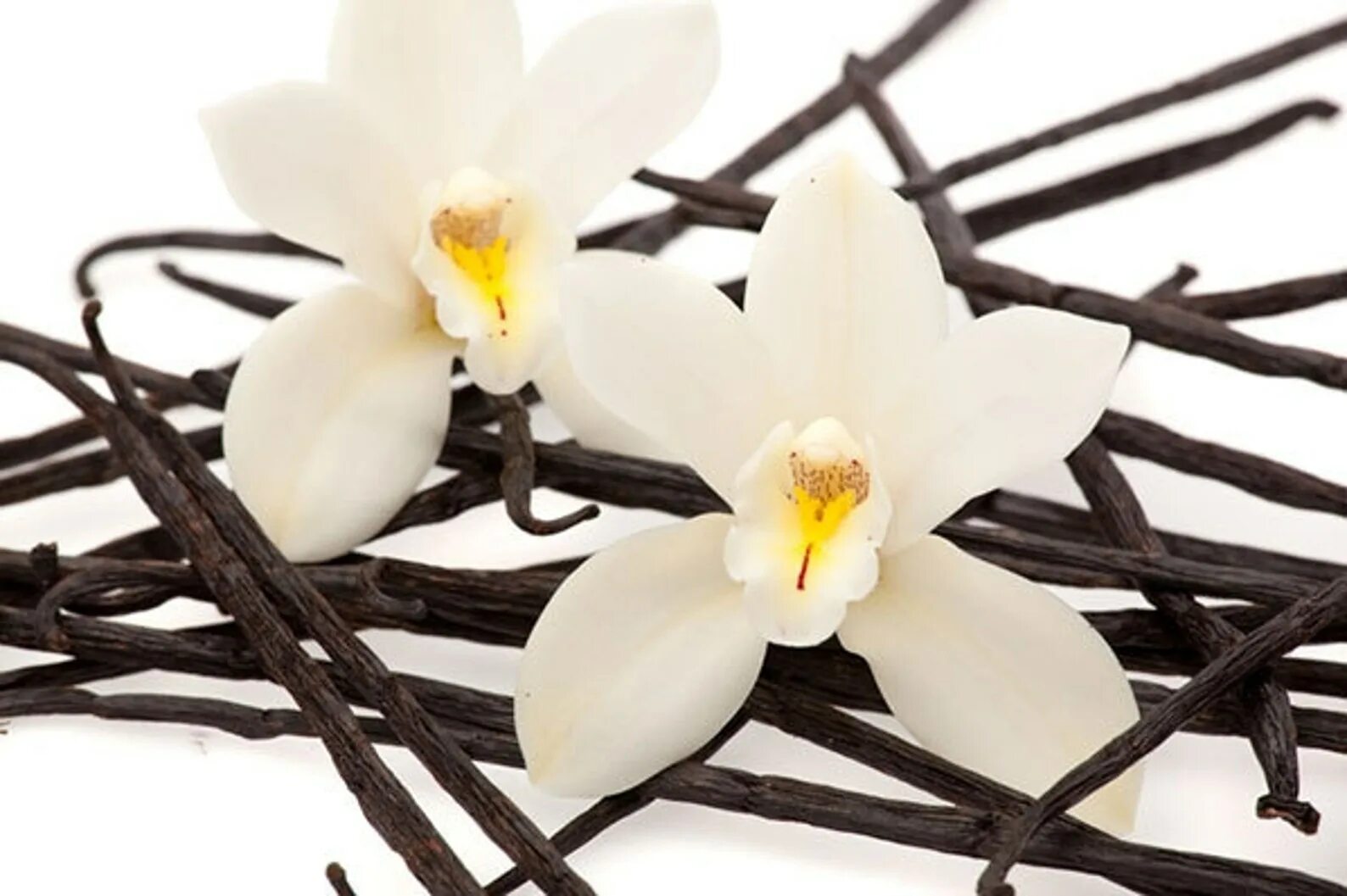 Что значит запах ванили. Таитянская ваниль. Орхидея ваниль. Ваниль растение. Ваниль красивая.