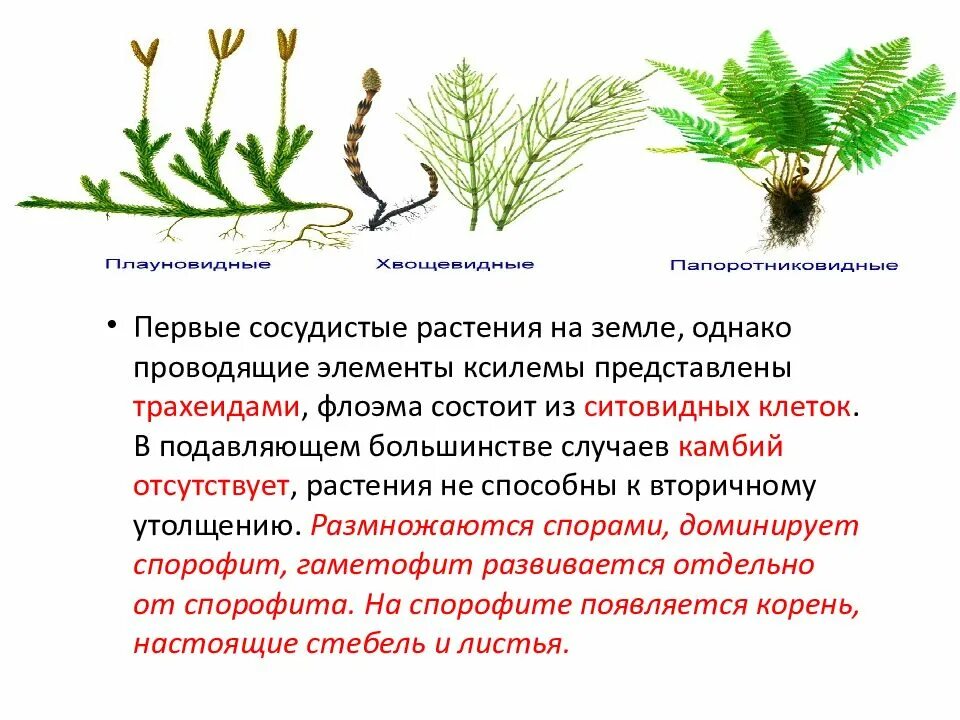 Что является спорофитом у водорослей. Спорофит и гаметофит у мхов. Спорофит и гаметофит папоротника. Спорофит хвоща. Спорофит сосны.