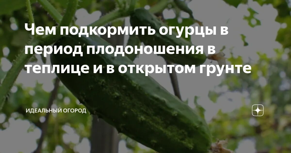 Поливать огурцы. Огурцы закручиваются. Подкормка огурцов. Семена алтая чем подкормить огурцы. Чем подкормить огурцы в июле.