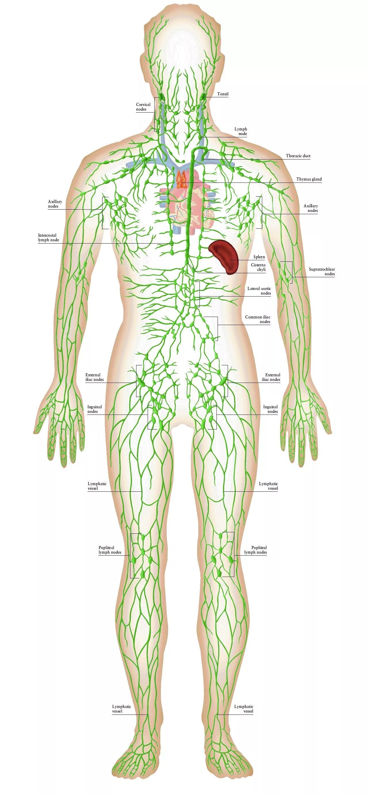 Лимфоузлы на теле женщины схема. Лимфатическая система человека анатомия. Лимфатическая система человека схема. Система лимфоузлов в организме человека. Лимфатическая система туловища человека.