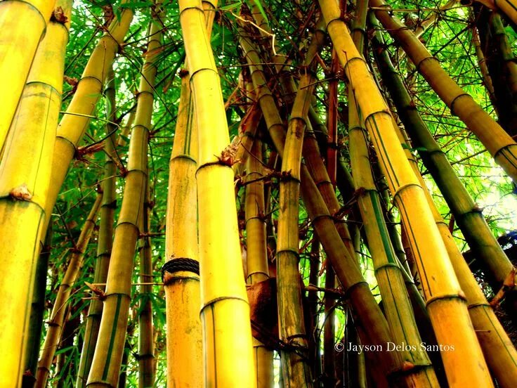 Плантация бамбука. "bamboo" "bamboo. Бамбук. Бамбук в разрезе. Стебель бамбука.