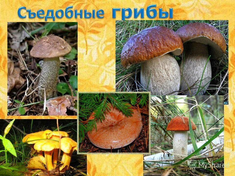 Назови 3 гриба. Съедобные грибы. Грибы: съедобные и несъедобные. Съедобные и несъедобные грибы 3 класс. Съедобные грибы и несъедобные грибы 3 класс.