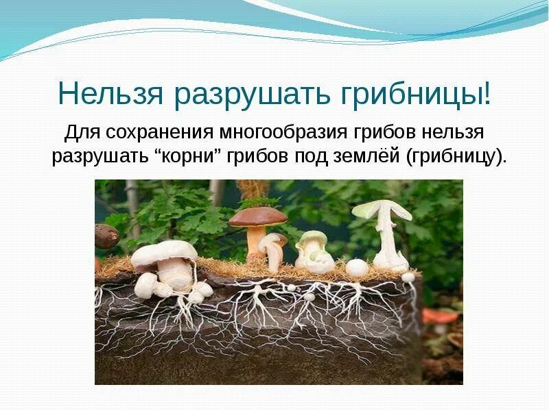 Грибы имеют корни. Корни грибов мицелий. Грибница корни грибов. Грибы мицелий корни. Грибница мицелий.