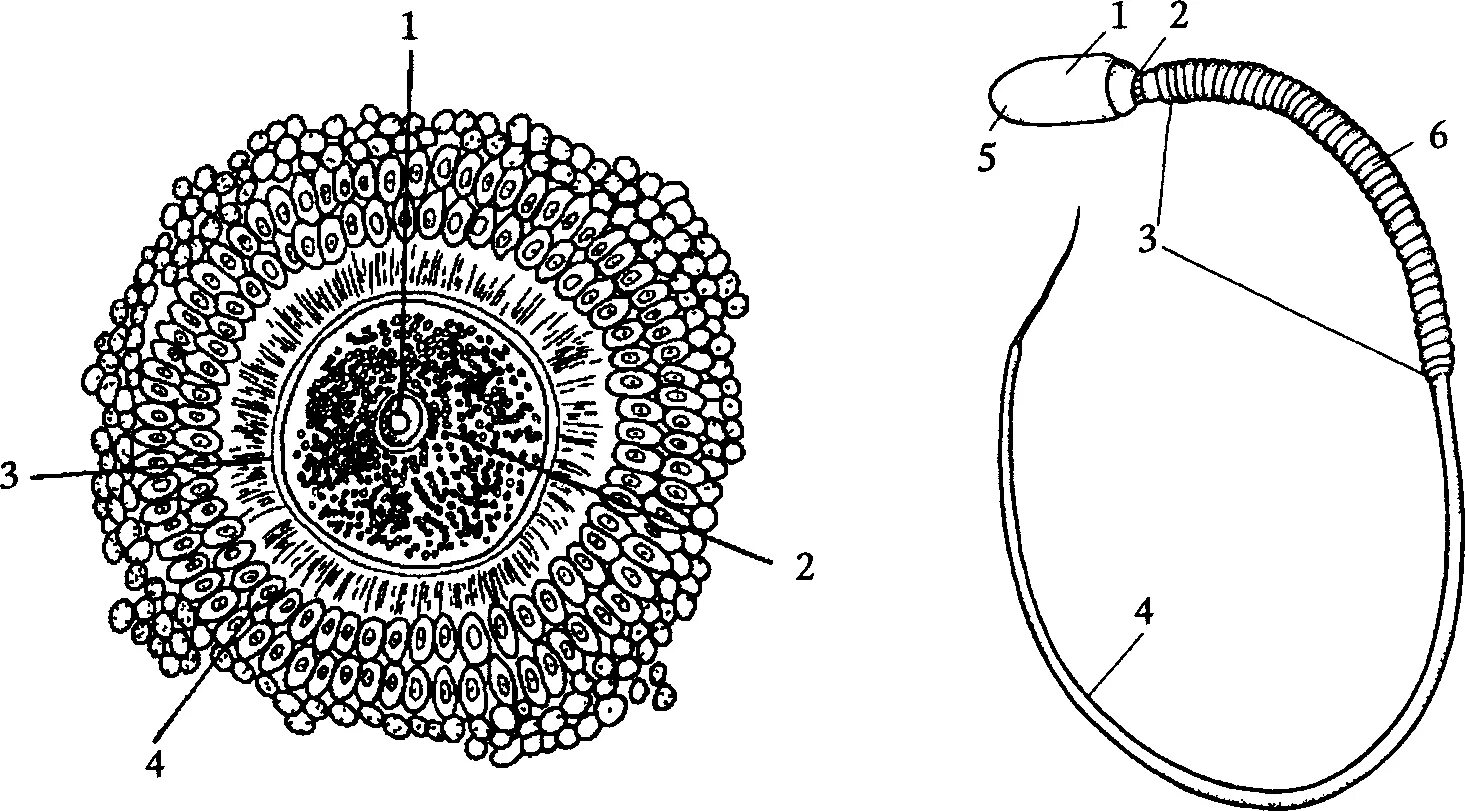 Размер яйцеклетки рыбы. Лучистый венец яйцеклетки. Строение яйцеклетки Лучистый венец. Оболочки яйцеклетки млекопитающих. Схема строения яйцеклетки гистология.