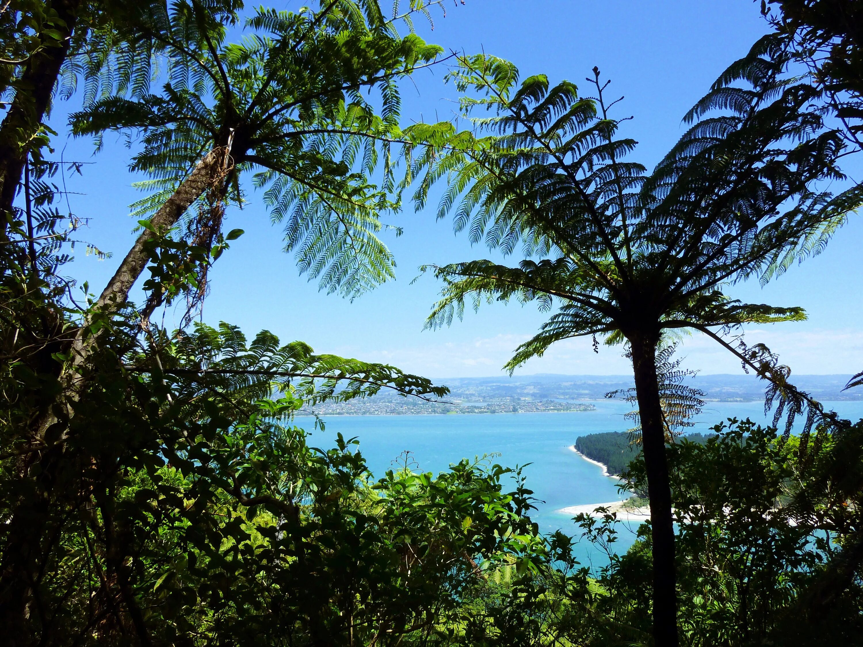 Папоротники Шри Ланка. Тропические леса новой Зеландии. Джунгли море пляж. Растительность новой Зеландии.