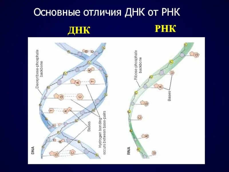 Вычисли угол рнк. Отличие ДНК от РНК строение. Отличие молекулы ДНК от РНК. Основные отличныэия ИРНК от дн. Основные отличия ДНК И РНК.