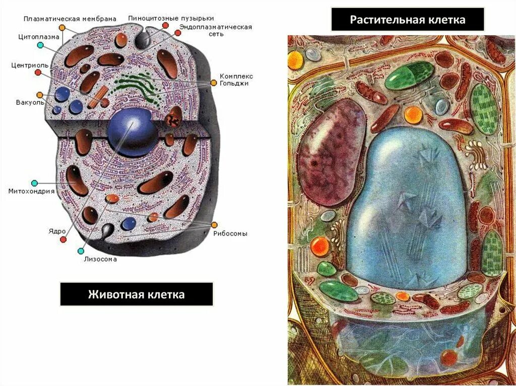 Пиноцитозный пузырек в животной клетке строение. Пиноцитозный пузырек строение.