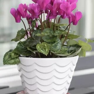 Комнатные растения цветы картинки