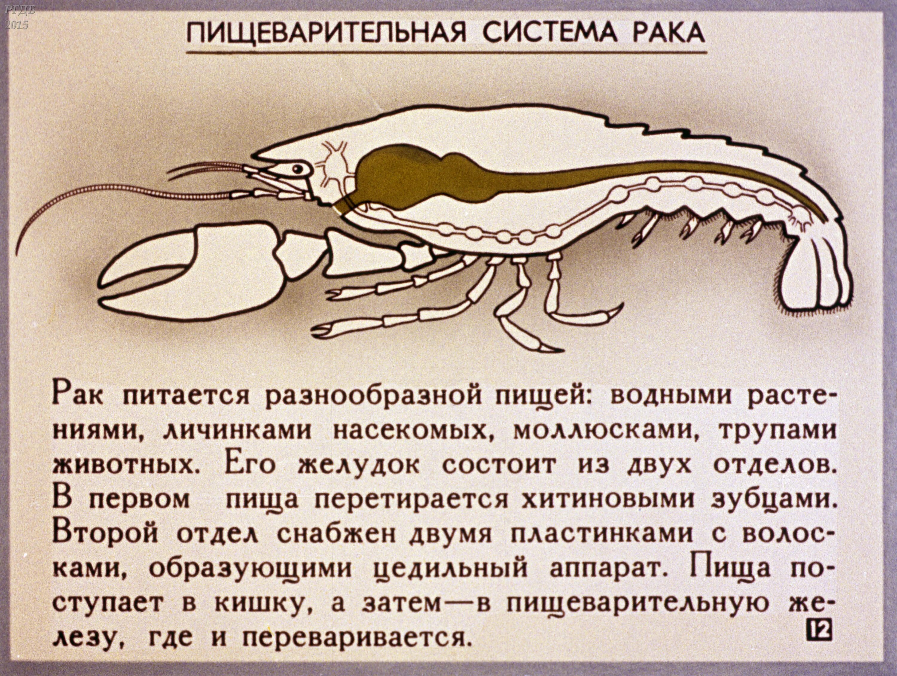 Речной рак состоит из. Пищеварительная система членистоногих ракообразных. Пищеварительная система ракообразных схема. Органы пищеварения класс ракообразные. Желудок ракообразных.