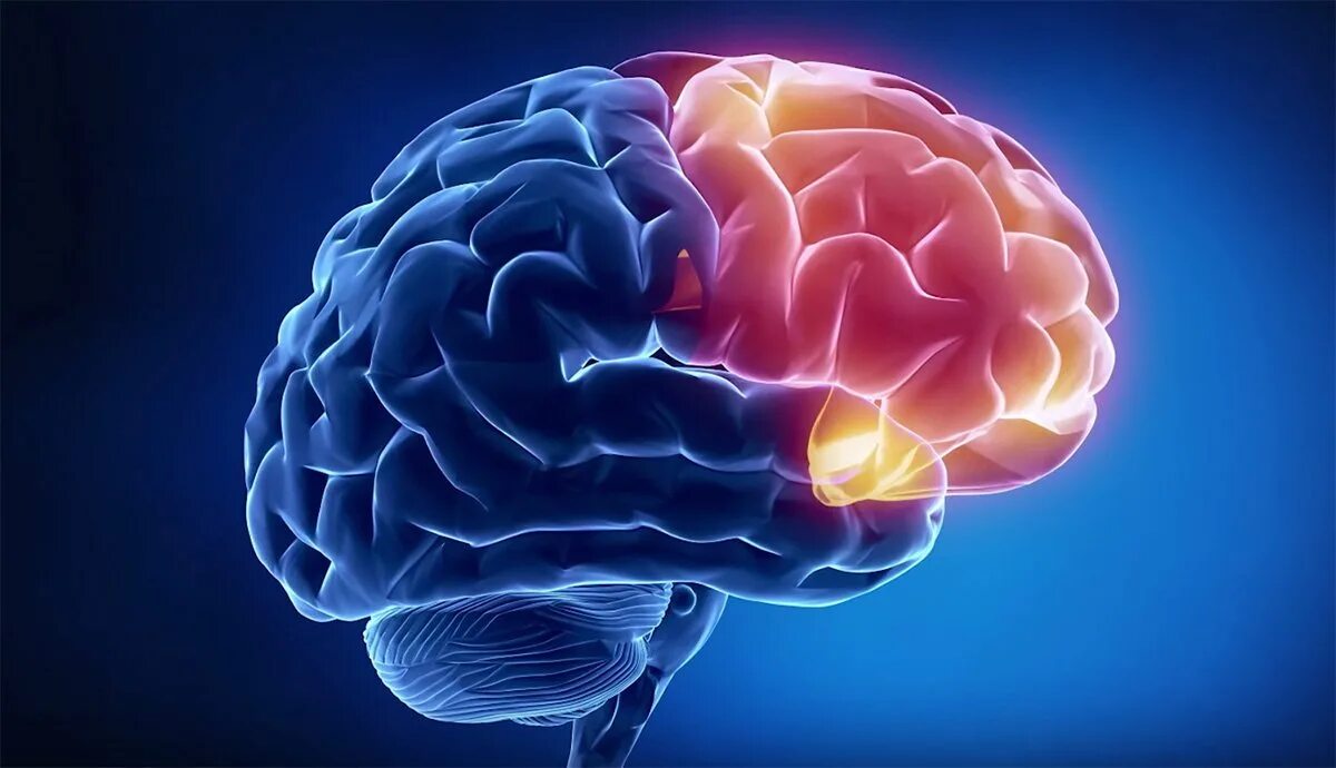 Как появился мозг. Головной мозг. Изображение мозга человека.