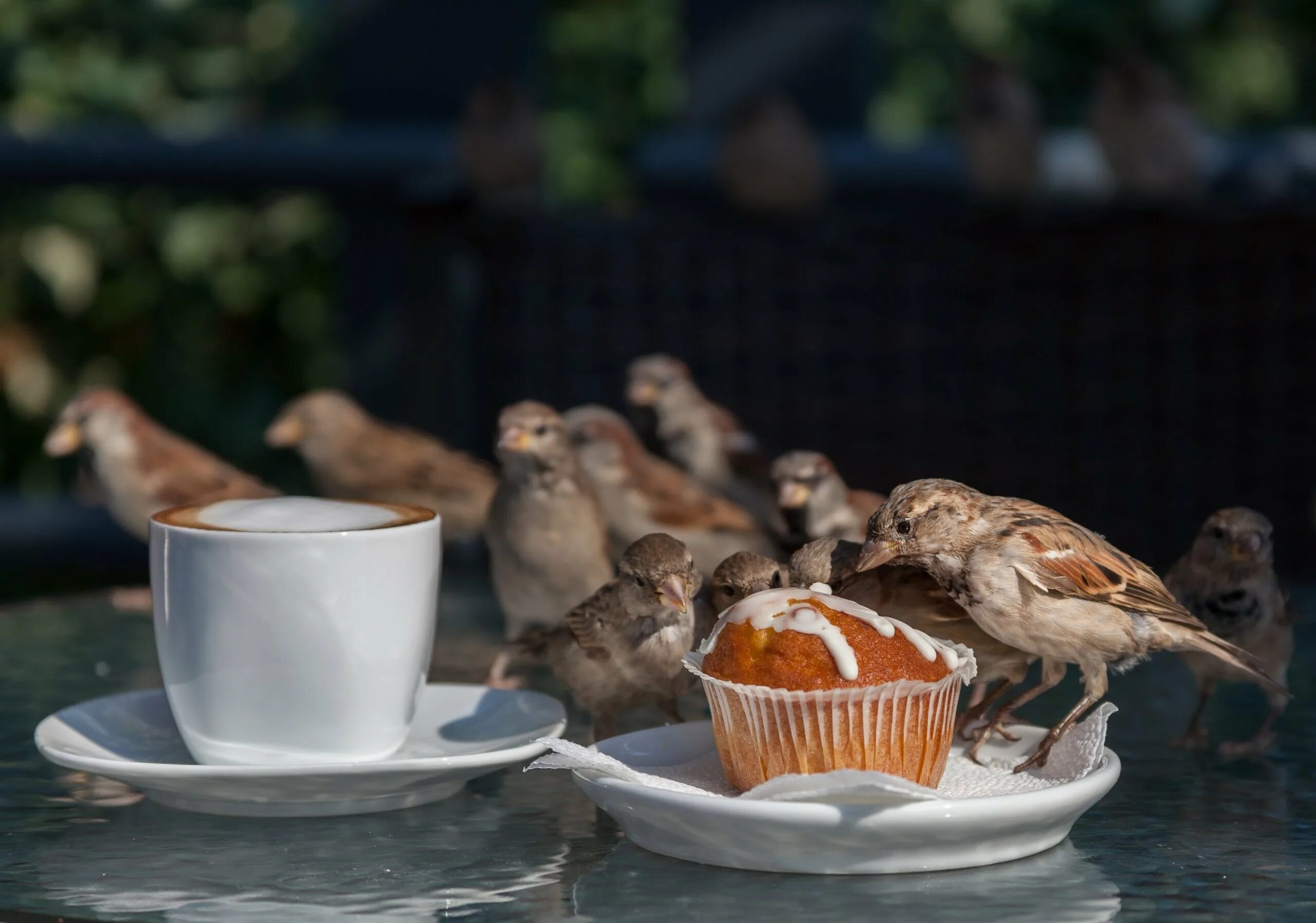 Птицы утром. Утренние птицы. Питание воробья. Утро птички. Птица с кофе.
