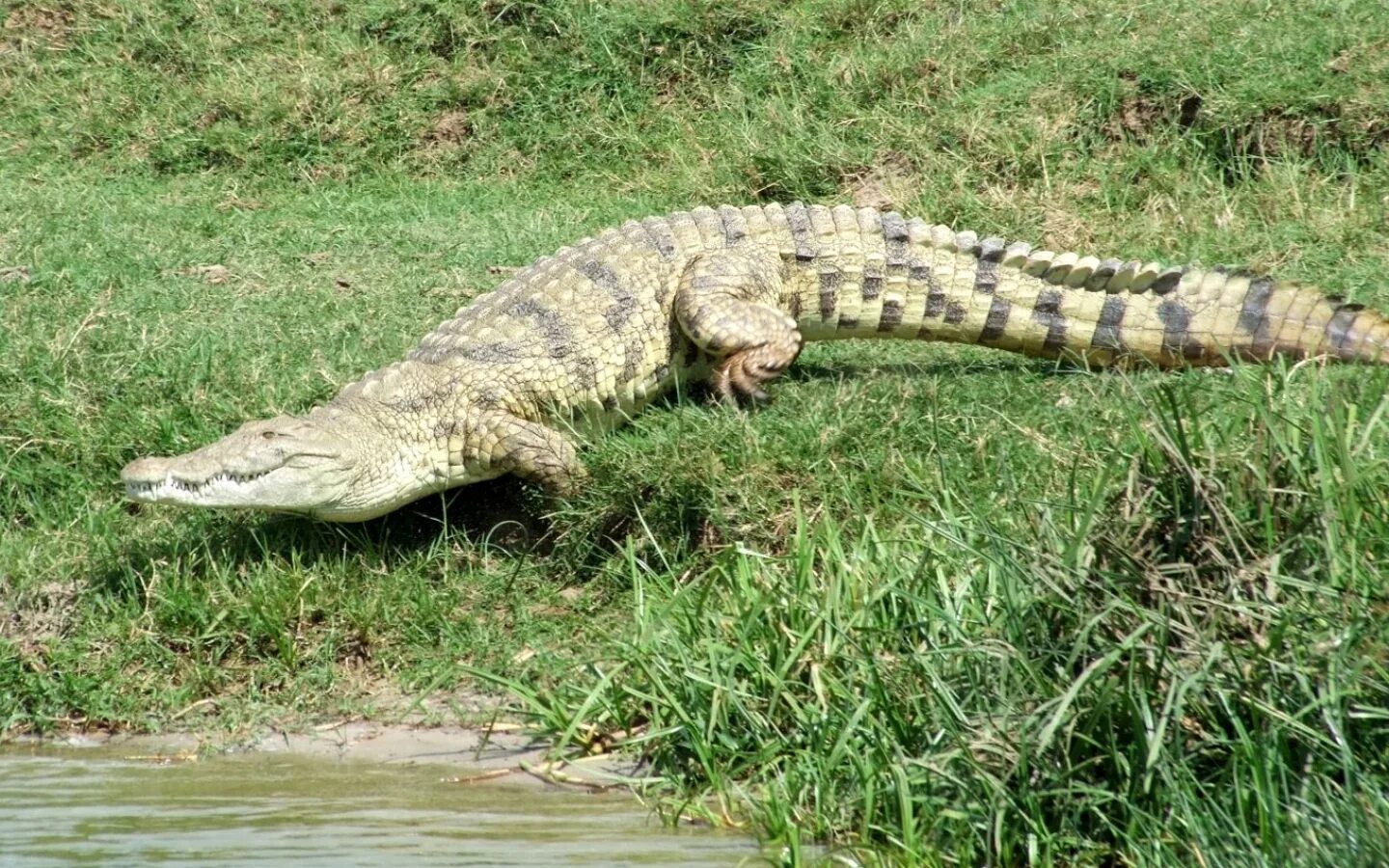 Бегущий крокодил. Крокодил бегает. Скорость бега крокодила. Бег крокодила.