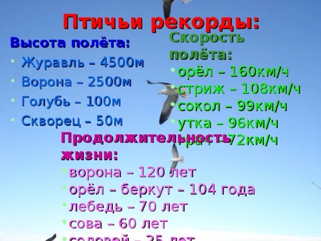 Скорость полета гуся. Скорость полёта птиц таблица. Максимальная скорость полета птицы. Максимальная высота полета птиц. Средняя скорость птицы.