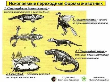 Вымершие отряды млекопитающих