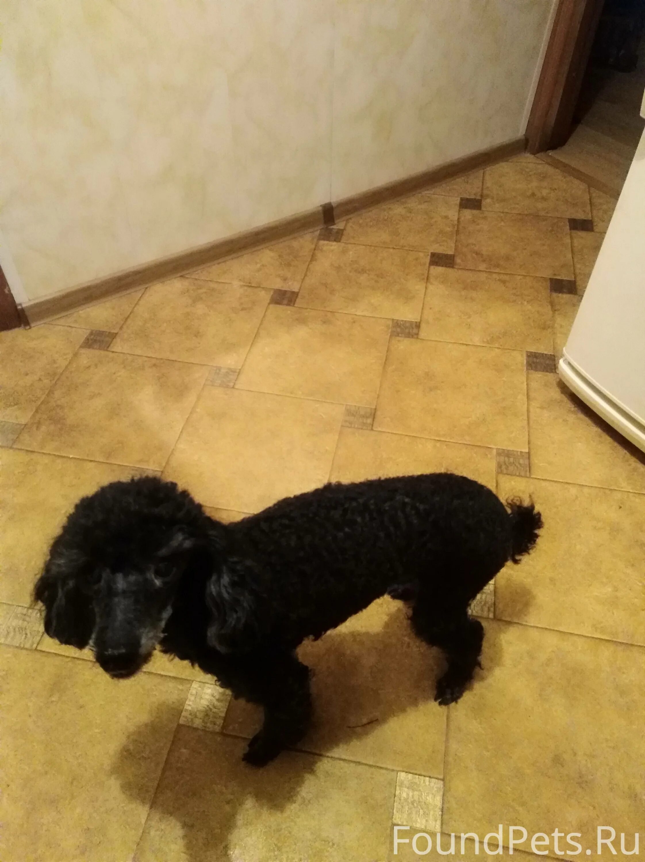 Карликовый пудель черный белый. Стрижка для пуделя мальчика. Персиковый пудель. Щенок абрикосового пуделя. Пудель фото собаки.