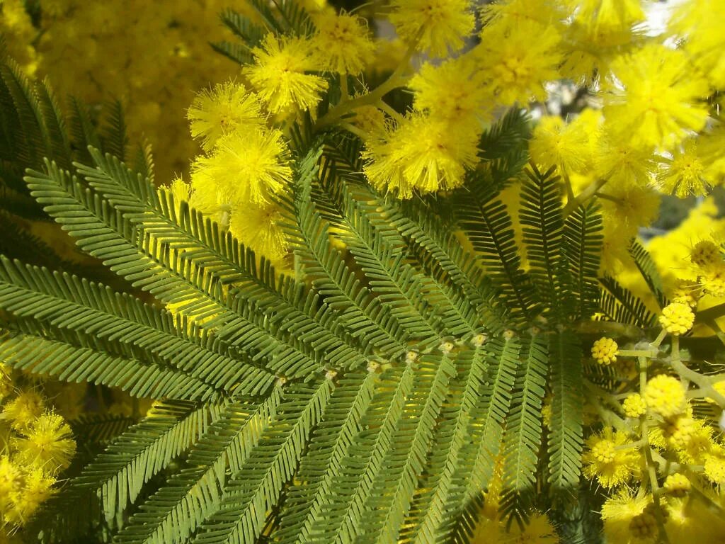 Акация dealbata. Мимоза Acacia dealbata. Acacia dealbata (Акация). Акация Альбиция ( Мимоза ). Мимоза цветок настоящая