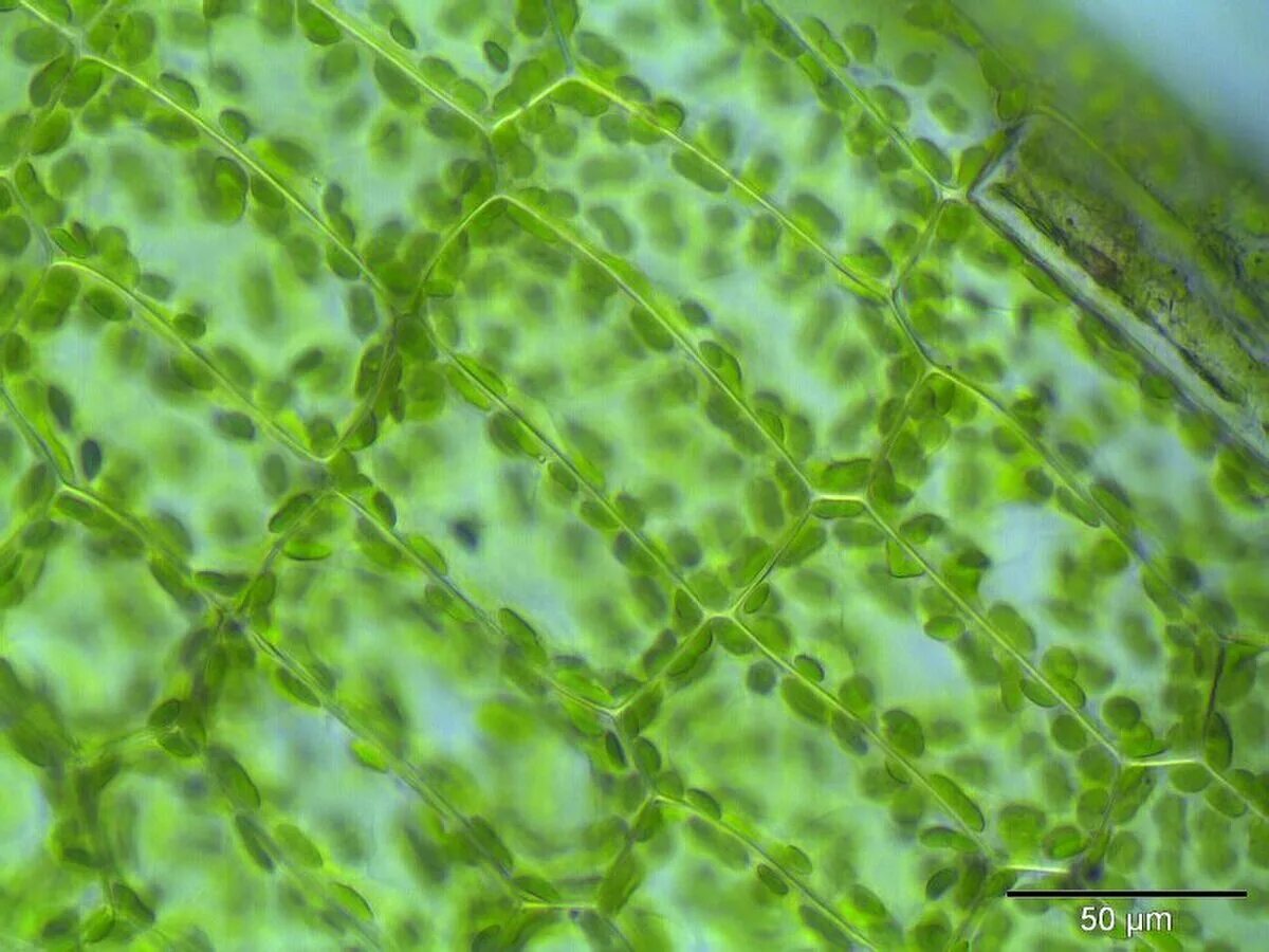 Хлоропласты микроскоп. Хлорофилл в пластидах. Хлоропласты элодеи. Лист элодеи под микроскопом. Клетка элодеи под микроскопом.