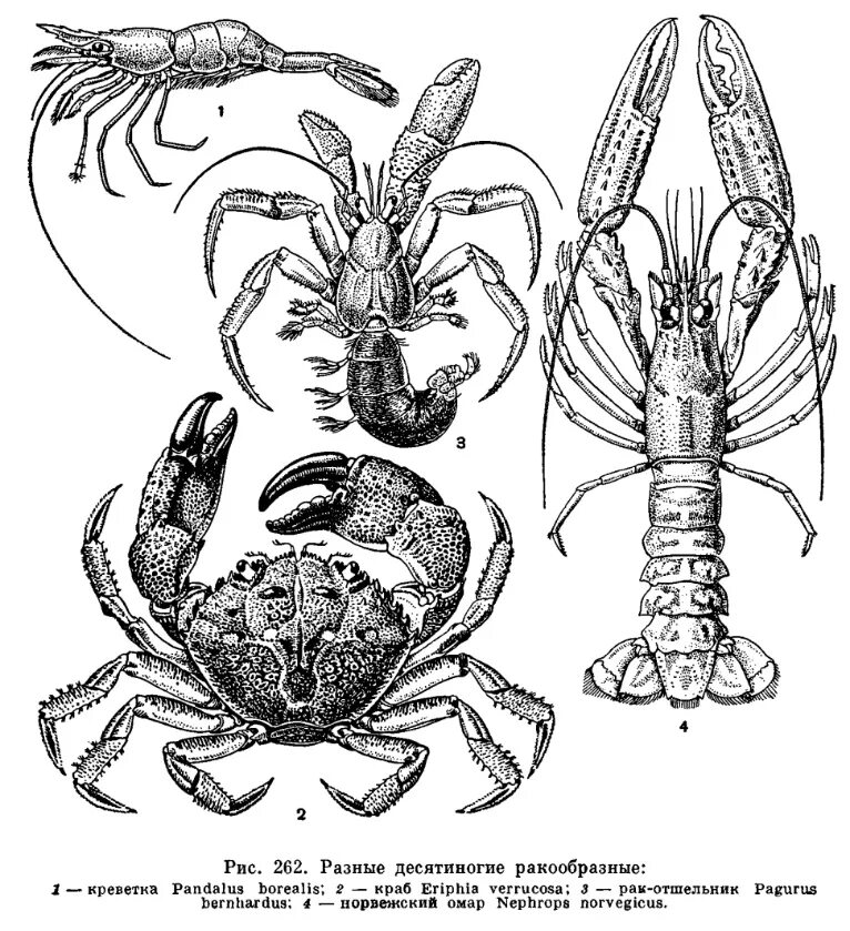 Отряд десятиногие ракообразные. Отряд ракообразные класс десятиногие. Отряд десятиногие ракообразные строение. Ракообразные Крабы креветки. Представитель речной рак